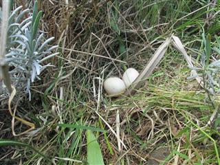　　　草むらの中に、鳥の卵を見つけました。
<br>
　　　　びっくり！！　　そっとしておきます。
<br>
　