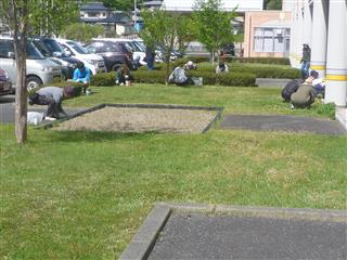 　花壇の除草後は、校舎前の芝生の草取りをしました。保護者の方々は、終始和やかに会話を弾ませながら、草取りをしました。　
