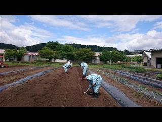 校内実習・農耕班　
<br>
晴天の中、畝作りに取り組んでいる様子です。