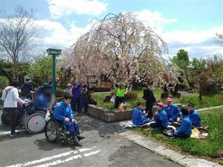 春には、前沢ふれあいセンターへお花見に行きました。良い天気ときれいな桜に囲まれて食べるお団子は格別でした。