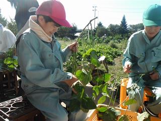 〈校内実習・農耕班〉
<br>
　枝豆の収穫をしています。