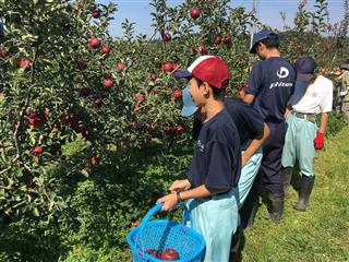 農耕班は、江刺にある菅野農園でりんごの収穫と蜜のチェックを体験させていただきました。りんごのもぎ方を教わり、よい経験となりました。
