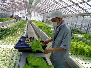 〈校外実習・福祉事業所３年〉
<br>
　水耕栽培の野菜を収穫する仕事を行いました。