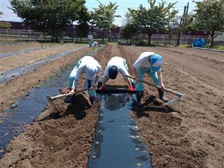 校内実習：農耕班
<br>
野菜の定植、収穫、水やりや砂運び作業をしました。暑い中での作業だったので、いつもより体調を意識して取り組みました。