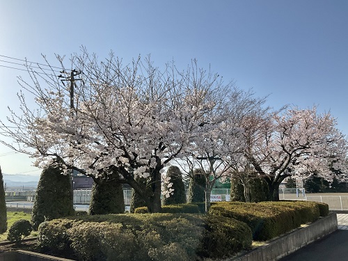 本校の桜