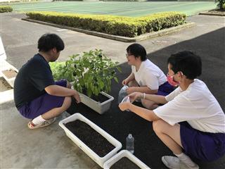 学級の時間。
<br>
プランターに植えたピーマンの収穫をしました。