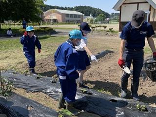 総合的な学習の中で、畑作業にも取り組んでいます。枝豆、ミニトマト、さつまいも、里芋などを植えました。収穫するのを楽しみにしています。