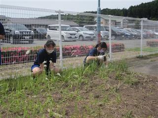 マリーゴールドの花を植えるために花壇の草取りを頑張りました。
