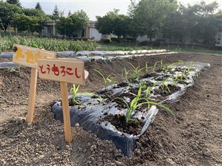 畑の看板作りにも取り組みました。収穫が楽しみです。