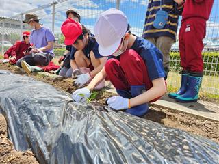 サツマイモ、ジャガイモ、ピーマン、ミニトマトなどを植えました。収穫が楽しみ！