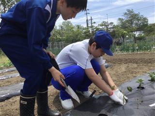 畑活動では今年もいろいろな野菜を植えました。