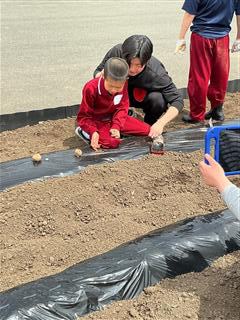 高学団の畑にみんなでサツマイモ、ジャガイモを植えました収穫が楽しみです。（小５）