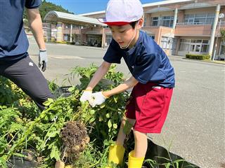 高学団の畑に植えたジャガイモ。すくすく育ち、大量の収穫にみんな大喜び！！（小６）