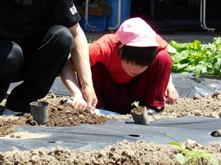 畑やプランターで、野菜を育てています。この日は、種から育てた小豆が双葉になったので畑に植え替えています。収穫したら、冬に餅つきをしてあんこ餅で食べる予定です。