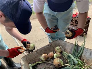 校内実習：農耕班
<br>
畑では玉ねぎなどの作物を収穫したり、苗を植えました。そのほかにも校内周辺の草刈りなども行いました。