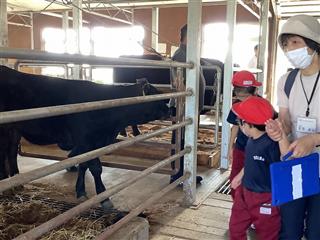 牛舎の中には赤ちゃん牛もいたよ。かわいいね💛　