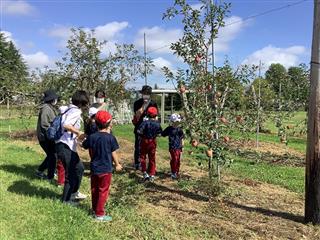 赤く色づいてきたりんご。もうじき収穫です！