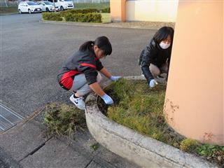 大量の雑草でしたが、頑張って抜きました。