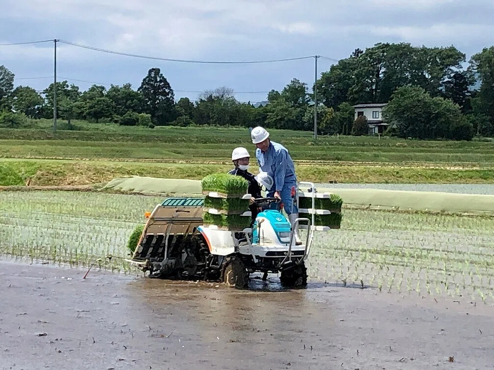 田植え